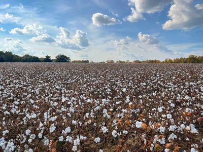 Cotton Posting Modest Midday Strength